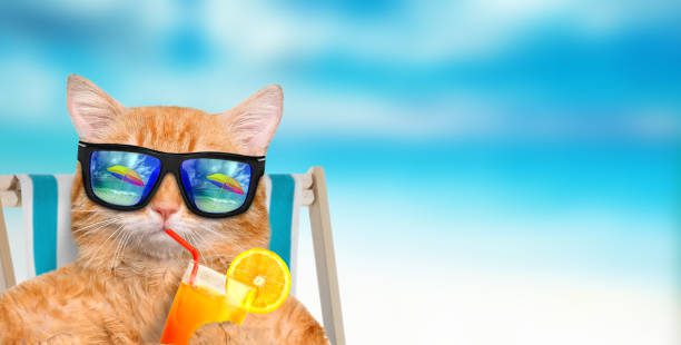 Cat wearing sunglasses relaxing sitting on deckchair in the sea background.